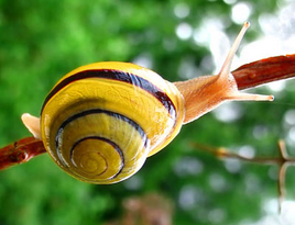 Caracol