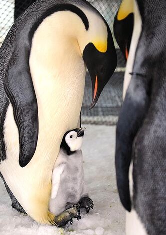 Pingüino Emperador | Wiki Reino Animalia | Fandom