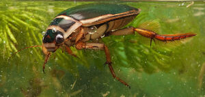 Escarabajo buceador 7