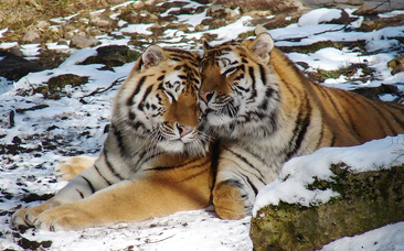 Tigres.png