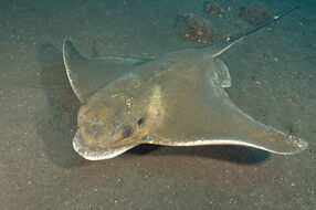 Myliobatis aquila 08.jpg