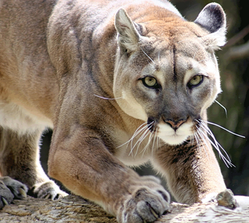 Puma 2.png