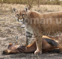 Puma euroasiatico