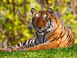 Tigre de bengala 3