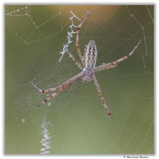 Argiope-lobata-mas.jpg