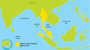 Gibbon-map.ngsversion.1418759103211
