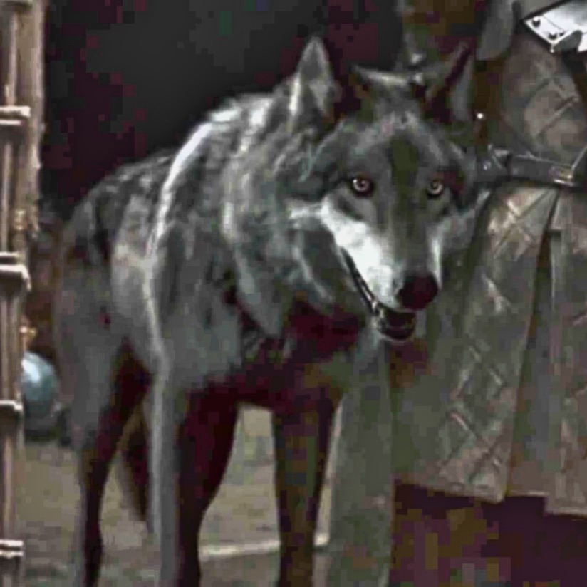 Lobo | Wiki Reino Animalia | Fandom