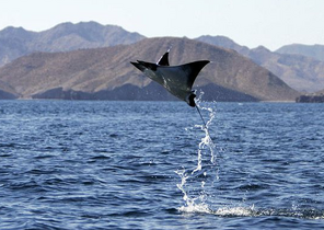 Mantaraya 5.png