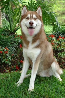 Siberian husky 2