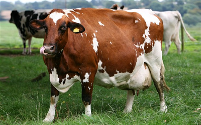 Vaca 3