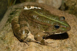 Pelophylax sq