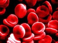 Sangre