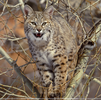Lince rojo 1