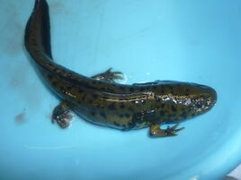 Ambystoma amblycephalum