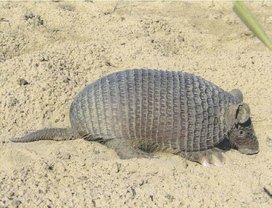 An-adult-male-Cabassous-unicinctus-from-the-central-Pantanal-Nhecoliindia-region-Mato