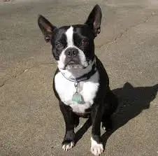 por qué los boston terrier tienen la cola torcida