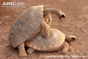 South-American-yellow-footed-tortoises-mating.jpg
