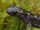 Salamandra Caucásica