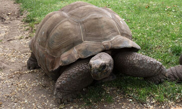 Aldabrachelys gigantea2