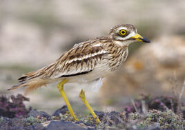 Burhinus-oedicnemus