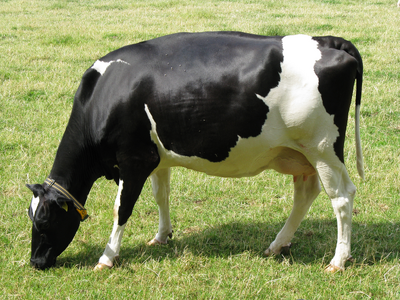 Vaca 11