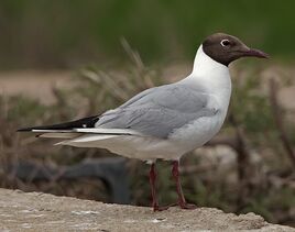 Seccion-Conocelas-Grupo-Local-SEO-Barcelona-121-gaviota-reidora