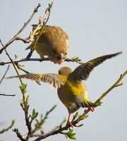 Aves comunicandose