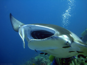 Mantaraya 1.png