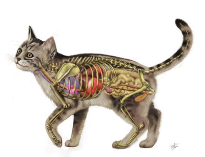 Cat anatomy