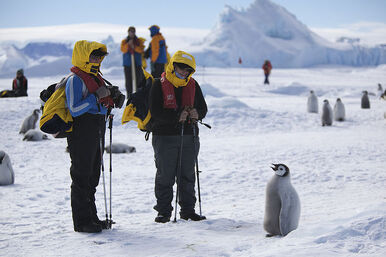 Joven pinguino