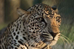 Leopardo arabe 5