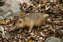 Solenodonte
