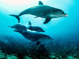 Tursiops truncatus (Delfín mular) IV