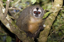Aotus azarae