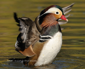 Pato Mandarin Wiki Reino Animalia Fandom