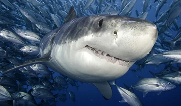 gran cráneo de tiburón blanco
