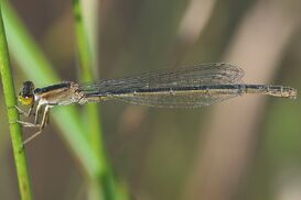 1024px-Ischnura senegalensis(Female,Japan,2018.10