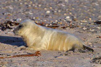 800px-Juvenile Grey Seal