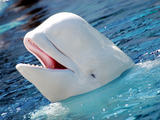 Beluga