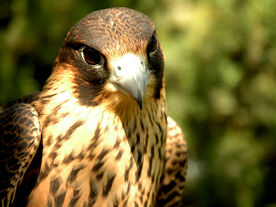 Halcon peregrino5.jpg