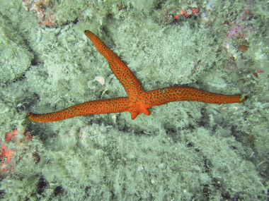 Estrella de mar roja, Wiki Reino Animalia