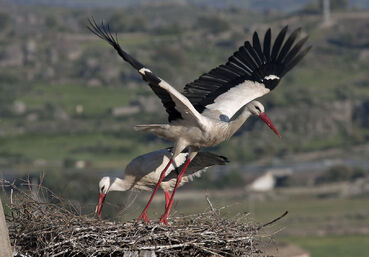 Hvidstork