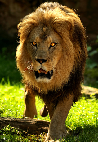 Leon del atlas 6