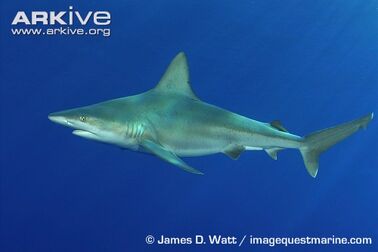 Sandbar-shark-swimming