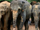 Elefante de Sri Lanka