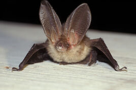 Plecotus auritus