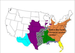 Range-map-of-box-turtle-distribution-in-the-United-Stated-The-Eastern-Box-Turtle-is