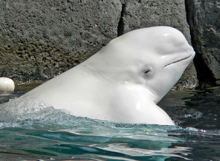 Beluga 1