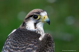 Halcon peregrino2.jpg