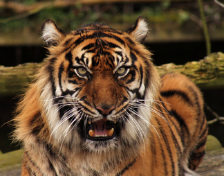 Tigre de sumatra 2.png